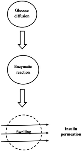 Figure 2. Schematic representation of glucose-sensitive hydrogels.