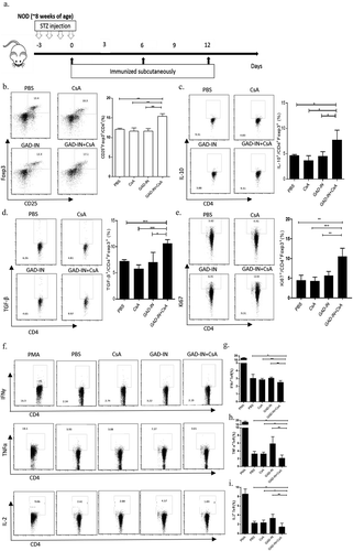Figure 1. Islet autoantigenic multipeptides plus CsA induces Tregs and inhibits Teff immune response in prediabetic NOD mice. (a) The prediabetic NOD mice were injected with GAD-IN (20 μg each) and CsA (10 μg) or with controls on days 0, 6, and 12 s.c. The freshly isolated T cells from pancreatic LN on day 14 after the immunizations were in vitro stimulated with autoantigenic peptides (10 μg/ml each) for 8 h before performing antibody staining for gating strategy. The stimulated T cells were divided into two parts, the first part was gated on CD25+ and Foxp3+ to represent Treg cells, its percentage of Tregs (b) and levels of inhibitory cytokine expressions of IL-10 (c), TGF-β (d) and proliferative maker ki67 (e) were done by intracellular staining and measured by flow cytometry; the second part as autoreactive CD4+ T cells were also intracellularly analyzed their cytokine expressions for IFN-γ (f & g), TNF-α (F & H) and IL-2 (F & I). *, p value <.5, **, p value <.1, and ***, p value <.05.