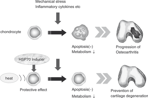 Figure 5. Strategy for applying hyperthermia to the treatment of OA. Hsp70-induction in chondrocytes by heat stimulation and/or HSP inducer, such as glutamine, MG132, GGA and curcumin can have a therapeutic effect on OA by inhibiting chondrocyte apoptosis as well as increasing the cartilage metabolism.