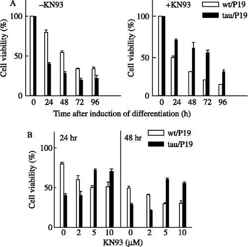 Figure 1.  Effect of KN-93 on the apoptosis induced during neural differentiation with RA treatment. (A), Time course of apoptosis in the presence or absence of KN-93. Tau/P19 or wt/P19 cells were differentiated with treatment with 0.3 μM RA in the absence (left panel) or presence (right panel) of 5 μM KN-93. RA and KN-93 were added to the culture medium at 0 time, and cell viability was determined at the indicated times. (B), Effect of the concentration of differentiated cells with treatment with 0.3 μM RA in the presence or absence of the indicated amounts of KN-93 at 24 h (left panel) and 48 h (right panel) after induction of differentiation. Cell viability was determined at the indicated concentrations of KN-93.