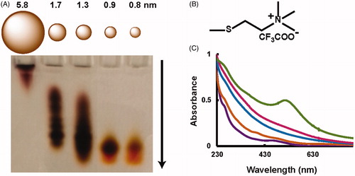 Figure 1. Characterization of TMAT-AuNPs with varying core sizes. (A) Gel electrophoresis with relative core sizes diagram. Arrow illustrates particle movement in the electric field, where the smaller particles move faster. (B) N,N,N-trimethylammoniumethanethiol (TMAT) Ligand Structure (C) UV-Visible spectra at concentration 50 mg/L: 0.8 nm (purple); 0.9 nm (brown); 1.3 nm (blue); 1.7 nm (red); 5.8 nm (green).