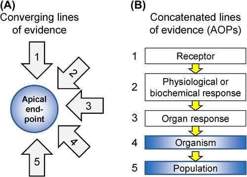 Figure 36. Illustration of converging lines of evidence (A) and concatenated lines of evidence on an adverse outcome pathway (B).