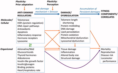 Figure 2. Relationships among anti-damage regulators, persistent damage and dysregulation of physiological systems, and fitness components/correlates. This figure may be considered a physiological explanation for an environmental change-fitness reaction norm presented in Monaghan (Citation2008). Anti-damage regulators are intricately connected to each other. Some of the connections are direct in that one physiological system directly influences another. Other connections are indirect through improving or reducing efficiency of another physiological system. Here, the networks of interconnected relationship between molecular/cellular and organismal anti-damage regulators are simplified as green vertical arrows between molecular/cellular and organismal anti-damage regulators (based on Physiological Regulatory Networks (Cohen, Martin, et al., Citation2012)). Anti-damage regulators are plastic and shaped by developmental environment and local and species adaptation through evolutoinary processes, while the strength of the stressor is in part determined by perception of the stressor. The purple arrow connecting organismal anti-damage regulators and fitness components depicts the relationship decribed in the Allostasis and Reactive Scope Models.