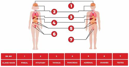 Figure 1. The location of different endocrine glands in the male and female body.