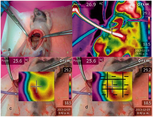 Figure 2. a. Open recirculation in rat. b. Anterior thermographic image of open chemohyperthermia in rats. c. Anterior termographic image that only included laparotomy. d. There were heterogeneity in temperature and thermal images in all quadrants. Total value after applying thermographic quadrants measurement system was 0.