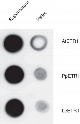 Figure 4. Solubilization efficiency of Fos-Choline-14 on recombinant AtETR1, PpETR1 and LeETR1. Supernatant and pellet fractions after solubilization and centrifugation were analyzed by dot blot. The receptor proteins were identified by immunostaining with an antibody directed against the deca His-tag.
