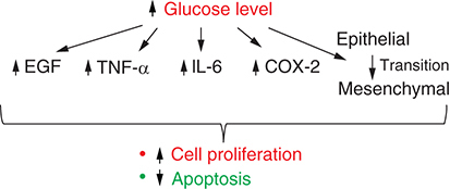 Figure 1. Increased glucose level is associated with increased expression of EGF, TNF-α, IL-6, COX-2 and transition of epithelial cells to mesencymal cells – all of which can contribute to increased cellular proliferation and decreased apoptosis.