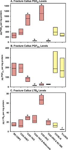 Figure 5. Loss of COX-1, COX-2, or 5-LO function alters callus eicosanoid levels. Rectangles represent the 25th and 75th percentiles with median values shown for fracture callus PGE2 levels (A), PGF2α levels (B), and LTB4 levels (C) measured 4 days after fracture in control B6;129P2 mice (n = 6), COX-2HET mice (n = 6), COX-1KO mice (n = 4), COX-1KO mice treated with 30 mg/kg of rofecoxib (n = 3), COX-2KO mice (n = 6), COX-2KO mice treated with 30 mg/kg of SC-560 (n = 5), control C57BL/6 mice (n = 6), and 5-LOKO mice (n = 6). Significant differences are indicated as a, p < 0.001 vs. COX-2HET; b, p < 0.001 vs. COX-1KO; c, p < 0.001 vs. COX-2KO; d, p = 0.04 vs. COX-1KO; e, p = 0.02 vs COX-2HET; and f, p = 0.002 vs. C57BL/6. Red bars indicate values from mice with the mixed B6;129P2 background and yellow bars indicate values from mice with the C57BL/6 background.