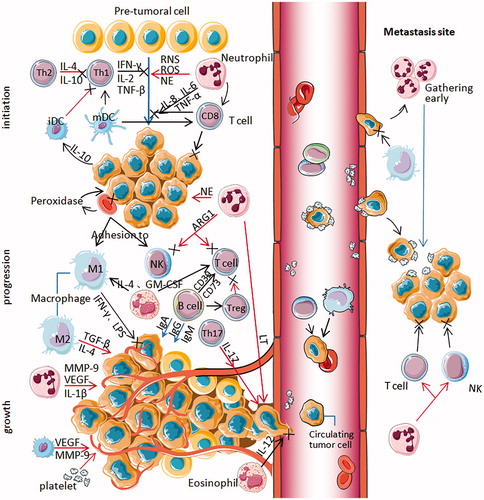 Figure 1. All types of blood cells influence NSCLC progression through multiple mechanisms. At the primary tumor site (left part), activated Th1 cells secreting IFN-γ, IL-2 and TNF-β have strong antitumor activity and immunomodulatory effects, while Th2 cells secreting IL-4 and IL-10 can inhibit the response of Th1 cytokines, promoting tumor growth (Initiation). Activated neutrophils act as carcinogens through ROS, RNS and NE promoting tumorigenesis. It secretes IL-6, IL-8 and TNF-α that help CD8+ T cell to damage pre-tumoral cells and kill the tumor cells. Mature DCs can activate the initial T cells, killing and inhibiting tumor cells. Immature or semi-mature tumor-infiltrating DCs can participate in tumor immune escape, resulting in T cell anergy. Tumor cells can secrete IL-10 to interfere with the maturation of DCs. Erythrocytes can adhere to tumor cells and transfer to macrophages and NK cells. Moreover, peroxidase on the surface of erythrocytes can destroy the cell membrane of tumor cells at the adhesion spot. As the tumor progresses, neutrophils secrete NE activating tumor proliferation, arginase-1 suppressing CD8+ T cell and NK cell responses. Treg cells can inhibit the activation and proliferation of CD4+ and CD8 + T cells and kill effector cells. Alternatively activated macrophages (M2) inducing factors such as TGF-β and IL4 can inhibit tumor immunity. B cells can regulate the response of Treg cells and regulate T cells by expressing CD39 and CD73. Eosinophils secrete IL-4 and GM-CSF, strengthening the function of T cells and macrophages. Classically activated macrophages (M1) induce factors such as LPS and IFN-γ promoting tumor immunity. As the tumor grows, neutrophils release IL-1β, MMP-9 and VEGF to induce tumor angiogenesis and metastasis cooperating with leukotrienes (LT). Th17 cells, specifically secreting IL-17, promote tumor angiogenesis and metastasis. Eos secreted IL-12 inhibits the metastasis and infiltration of tumor cells. Activated platelets can increase angiogenesis in tumor tissues. Erythrocytes can adhere to circulating tumor cells(CTC) and carry them to macrophages and NK cells to prevent tumor cells from spreading and metastasizing through the blood. Platelet aggregation can promote the adhesion and encapsulation of CTC, assisting tumor cells to escape immune attack. Neutrophils can gather in the lung earlier than tumor cells to form early metastasis (right box). Neutrophils can suppress T cells and NK cells. Platelets can protect CTC from physical clearance and immune surveillance by mononuclear phagocyte system at the metastasis site.