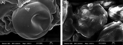 Figure 5. SEM photographs of empty PVA-g-PAAm/NaAlg/NaCMC microsphere (C8,0)x5000 (A), DP-loaded PVA-g-PAAm/NaAlg/NaCMC microsphere (C8)x4500 (B).