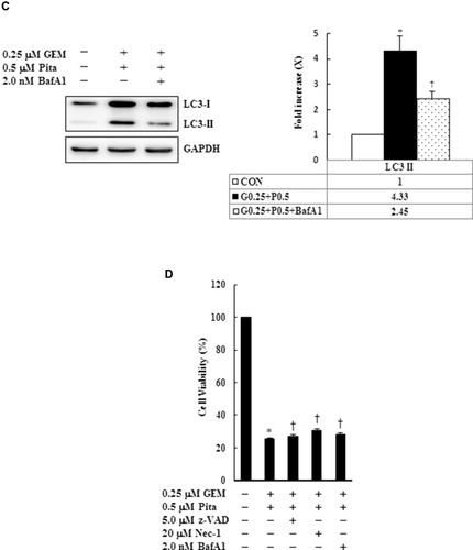 Figure 7 Influence of z-VAD-fmk, Nec-1, and BafA1 on apoptotic, necrotic, and autophagy signaling proteins, respectively. MIA PaCa-2 cells were pretreated with 5 μM z-VAD-fmk, 20 μM Nec-1, or 2 nM BafA1 for 2 h and were then treated with 0.25 μM GEM + 0.5 μM Pita for 48 h. (A–C) Cell lysates were analyzed using Western blot with the indicated antibodies. Quantitative data are presented as mean ± SD from three replicates. (A) Expression levels of the antiapoptotic marker Bcl-2 were reduced by GEM combined with Pita but were elevated by z-VAD-fmk. Meanwhile, the apoptotic markers of cleaved caspase-3 and cleaved PARP-1 were also suppressed by z-VAD-fmk. (B) Expression levels of the necrotic markers RIP3, RIP1, and MLKL were elevated by GEM combined with Pita but were suppressed by Nec-1. (C) Expression level of the autophagy marker LC3-II was elevated by GEM combined with Pita but was suppressed by BafA1. (D) MIA PaCa-2 cell viability was determined using CCK-8. Cells with GEM combined with Pita treatment exhibited significantly decreased cell viability. When pretreated with z-VAD-fmk, Nec-1, or BafA1, the cells exhibited increased cell viability. The density for the control group was set at 1; * and † represent significant difference p-values, P ˂ 0.05, compared to the untreated or G0.25+P0.5-treated group; mean ± SD from three replicates.Abbreviations: z-VAD-fmk, Z-Val-Ala-Asp-fluoromethylketone; Nec-1, necrostatin-1; Baf-A1, bafilomycin A1; GEM, gemcitabine; Pita, pitavastatin; Bcl-2, B-cell lymphoma 2; RARP-1, poly (ADP-ribose) polymerase 1; RIP1, receptor-interacting serine-threonine kinase 1; RIP3, receptor-interacting serine-threonine kinase 3; MLKL, mixed lineage kinase domain-like; LC3, light chain 3. CCK-8, cell counting kit-8.