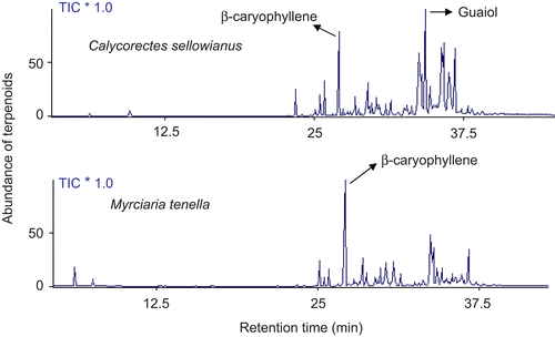 Figure 1.  Chemical profile of essential oils from Calycorectes sellowianus and Myrciaria tenella leaves, obtained by GC-MS in a DB-5 column.