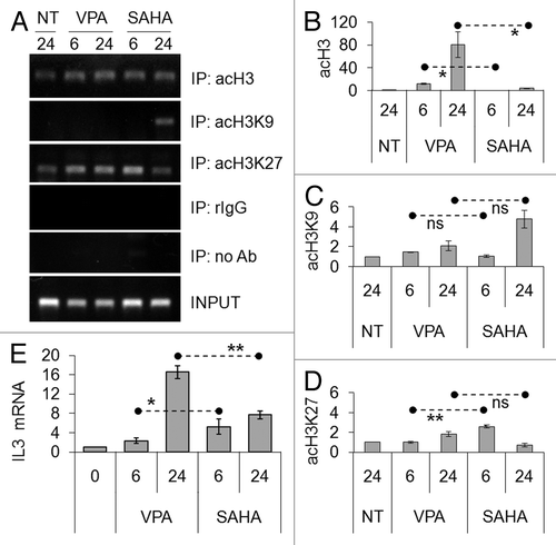 Figure 5. Effects of VPA or SAHA on H3 epigenetic modifications at IL3 promoter and on IL3 mRNA expression. (A–D) Kasumi-1 cells were incubated in the absence (NT) or the presence of 2 mM VPA or 1 μM SAHA for the indicated times (hours). ChIP was performed (IP: immunoprecipitates) using the indicated antibodies (rIgG: control rabbit IgG; no Ab: negative control). The IL3 promoter region was then amplified by RT-PCR (A) or Q-PCR (B–D). Histograms represent the relative quantification of DNA recovered from IP with antibodies against acH3 (B) or individual acK residues of H3, as indicated (C–D). Values were intra-experimentally normalized for input DNA and control IgG and data expressed as fold-increase with respect to the respective value obtained for untreated cells at 24 h of incubation (NT). (E) Cells were incubated in the absence (0) or the presence of 2 mM VPA or 1 μM SAHA for the indicated times (hours) and then lysed and total RNA was extracted. The relative expression of IL3 was calculated by Q-PCR using rRNA18S for normalization and the untreated sample as calibrator. (B–E) Values are means ± SEM of data from three independent experiments. The statistical significance of differences was determined by the Student’s t-test for paired samples (*p < 0.05; **p < 0.01; ns: not significant).