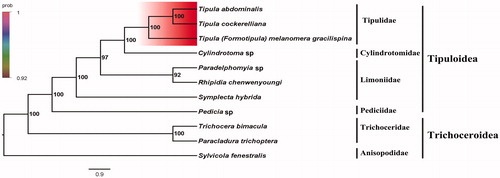 Figure 1. Bayesian phylogenetic tree of 11 Diptera species. The posterior probabilities are labeled at each node.