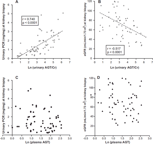 Figure 3. Urinary AGT excretion was positively correlated with urinary PCR and negatively correlated with eGFR. A: Ln (urinary AGT/Cr) was significantly and positively correlated with urinary PCR (n = 64). B: Ln (urinary AGT/Cr) was negatively correlated with eGFR (n = 64). C: There was no correlation between ln (plasma AGT) and urinary PCR (n = 64). D: There was no correlation between ln (plasma AGT) and eGFR (n = 64).