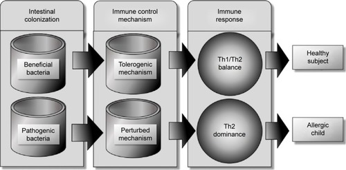 Figure 2 In early infancy, colonization with beneficial flora stimulates the intestinal immunity to develop immunotolerance through intraintestinal epithelial cells and dendritic cells and their surface markers, leading to balanced Th1/Th2 immune response.
