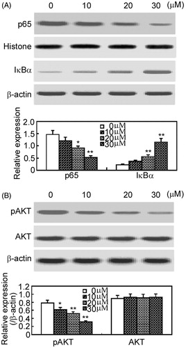 Figure 4. Arctigenin inhibits NF-κB and Akt signaling pathways in RAFLSs. RAFLSs were treated with the indicated concentrations of arctigenin (0–30 μM) for 48 h and subjected to Western blot analysis. The nuclear translocation of p65 and the degradation of IκBα (A) and the phosphorylation of Akt (B) are shown in the upper panel. Quantification of Western blot analysis is shown in the lower panel. Data are shown as mean ± SD (n = 3) from three independent experiments. *p < 0.05, **p < 0.01, relative to control RAFLSs.