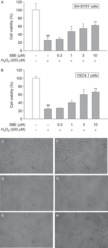 Figure 5.  The protection of salvianic borneol ester (SBE) against toxicity induced by H2O2 in SH-SY5Y cells and VSC 4.1 cells. MTT cell viability assay for SH-SY5Y cells (A) and VSC 4.1 cells (B). Values are reported as mean ± SD (n = 4–6). *P < 0.05, **P < 0.001 versus H2O2 alone. ##P < 0.001 versus control (one-way ANOVA analysis with Dunnett’s post hoc test). Representative photomicrographs showing SH-SY5Y cells exposed to vehicle (C), H2O2 (D), or both H2O2 and 10 µM SBE (E); VSC 4.1 cells exposed to vehicle (F), H2O2 (G), or both H2O2 and 10 µM SBE (H). Magnification: 400×.