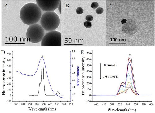Figure 2. TEM images of amino-modified NaYF4:Yb,Er UCNPs (A), AuNPs (B) and the complex of UCNPs and AuNPs (C). The emission spectrum of UCNPs at the excitation of 980 nm and the absorption spectrum of AuNPs (C). Effect of fluorescence quenching for mAb-conjugated UCNPs by different concentrations of antigen-coupled AuNPs (0, 0.2, 0.4, 0.6, 0.8, 1.0, 1.2, 1.4, 1.6 nmol/L) (D).