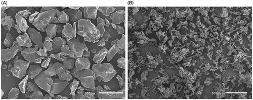 Figure 1. Scanning electron microscopic images of (A) bovine-derived gelatin (Floseal) and (B) porcine-derived gelatin (Surgiflo). (Baxter data on file.)