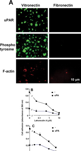 Figure 6 Localization of uPAR, F-actin and tyrosine phosphorylated proteins to sites of cell adhesion in uPAR-BAF3 cells. (a) uPAR-BAF3 cells were allowed to adhere to VN- or FN-coated slides. DIAP associated with the substratum were fixed and immunostained with anti-uPAR (rabbit polyclonal) IgG, Phalloidin-conjugated rhodamine and anti-phosphotyrosine IgG followed by FITC-coupled anti-mouse IgG or rhodamine-coupled anti-rabbit IgG. Fluorescence microscopy was used to define the localization of the antigens in DIAP, as indicated in the figure. uPAR-BAF3 cells were preincubated with different concentrations of (b) latrunculin A or (c) genistein at 37 °C for 30 min, as indicated. After extensive washing cell adhesion on VN was determined in the absence (•) or presence of uPA (50nM) (▪) and is expressed as absorbance at 590 nm (mean ± SEM, n = 3).