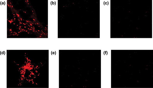FIGURE 6. A fluorescence microscopy of MSC-labeled by CM-Dil: (a) weekly MSCs at 5 weeks, (b) once MSCs at 5 weeks, (c) MCs at 5 weeks, (d) once MSCs at 1 week, (e) MCs control at 1 week, and (f) saline control at 1 week.