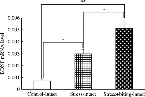 Figure 1.  BDNF mRNA quantification in rat submandibular glands in stress and stress+biting-intact groups. Data are BDNF/β-actin mRNA ratios. Control: no stress group; stress: 2 h acute immobilization stress group; stress+biting: 2 h acute immobilization stress group allowed to bite a wooden stick (diameter, 0.5 cm) during the latter half of the immobilization period (60 min); intact: no surgery. Values are means ± SEM; n = 8 rats in each group. *p < 0.05, **p < 0.01, ANOVA/Tukey's.
