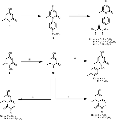Scheme 2.  Reagents and reaction conditions: (i) ethanol, sulfanilamide, ref lux, 4 h; (ii) anhyd. K2CO3, dry acetone, approp. RNCO or RNCS, ref lux, 10–18 h; (iii) NaNO2/CH3COOH, stirring, 2 + 2 h; (iv) arylsulfonyl chloride, pyridine, ref lux, 4 h; (v) anhyd. K2CO3, dry acetone, RNCO, ref lux, 18 h; (vi) anhyd. K2CO3, dry acetone, RNCS, ref lux, 10 h.