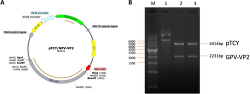Figure 2. The pTCY/GPV-VP2 DNA vaccine construction map. (A) The GPV VP2 sequence (2200 bp) was cloned into the multi-cloning site after the beta-actin promoter (labeled red-arrow). The unique restriction cutting sites were labeled respectively. (B) The DNA construct was confirmed by KpnI and BamHI restriction enzyme digestion gel electrophoresis. The labeled 1, 2, and 3 were none-treated, double digested colony 1 and 2 plasmid DNA, respectively.