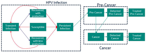 Figure 1. Flow diagram of the model for cancers associated with human papillomavirus infection.