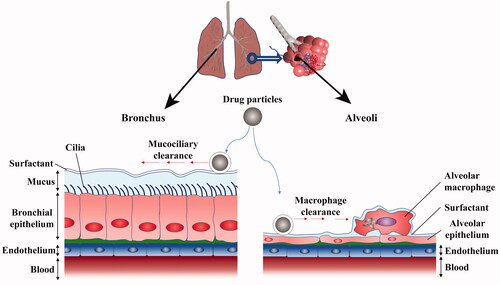 Figure 1. The structure of lung and pulmonary mucus barrier.