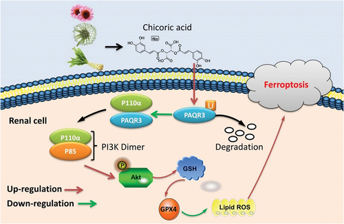 Figure 10. Chicoric acid advanced PAQR3 ubiquitination to ameliorate Ferroptosis in diabetes nephropathy through the relieving of the interaction between PAQR3 and P110α pathway.