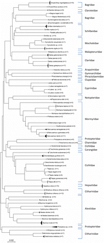 Figure 1.  NJ distance tree with 70 freshwater fish species (taxonomic families outside tree) of southeastern Nigeria, using K2P model distance calculation.