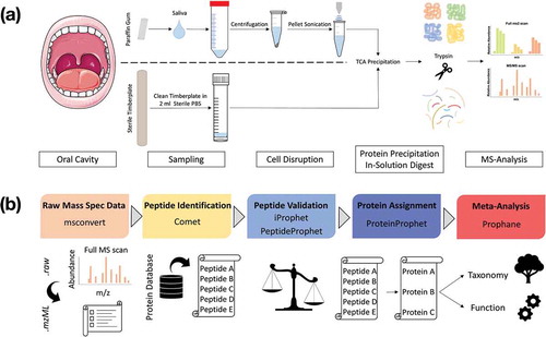 Figure 1. Laboratory workflow for saliva and tongue microbiome analysis (a). Tongue samples were collected with a sterile wooden spatula and transferred into sterile PBS. Salivation was stimulated by chewing a paraffin gum and the subjects spit into a Falcon tube®. Saliva was centrifuged and the resulting pellet was solved in TE-buffer and treated with ultrasonication. Proteins from saliva and tongue samples were precipitated with TCA and digested with trypsin. Peptide mixtures were measured with a Q Exactive™ Plus (LC-MS/MS). Bioinformatic workflow for metaproteomic data analysis (b). The Trans-Proteomic Pipeline was used for the following four steps: (1) Raw-data conversion to mzML-data format. (2) MS/MS database search by the Comet project for peptide identification based on a combined database (Human Swissprot + Human Oral Microbiome Database). (3) Validation of identified peptides. (4) Protein assignment and data filtering by stabilizing false discovery rates (mFDR, pepFDR) with a protFDR of 5.0 %. Finally, the online web-tool Prophane was applied to conduct taxonomic and functional prediction and the statistical analyses were performed in R.