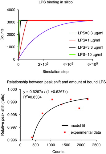 Figure 5. Computational simulation and mathematical relationship between LPS and Au NPs. Upper panel: Agent-based model (ABM) simulation between LPS and Au10CIT in silico. Lower panel: A mathematical relationship between the measured UV-VIS surface plasmon resonance (SPR) peak red-shift (red dots) and simulated amount of LPS bound on the surface of Au NPs was estimated using the Curve Fitting ToolBox in MatLab. On the Y axis is reported the relative peak shift (defined as SPR peak red-shift/maximum SPR peak red-shift). The maximum SPR red-shift was 520 nm in our experiments. The X axis is the amount of LPS bound onto Au NPs that was acquired in silico. The estimated curve follows a Langmuir absorption isotherm.