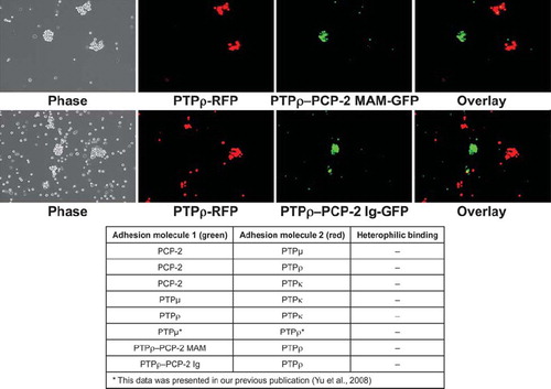 Figure 9. Chimeric PTPρ-PCP-2 proteins sort away from each other. Sf9 cells coinfected with RFP and PTPρ were mixed with cells coinfected with GFP and the chimeric PCP-2 proteins and evaluated in aggregation assays for 30 min. The overlay images demonstrate that only exclusively red or green aggregates formed in these experiments, demonstrating that chimeric proteins sort away from wild-type PTPρ and create a unique recognition site. A summary table of all heterophilic binding experiments is shown at the bottom of this figure.