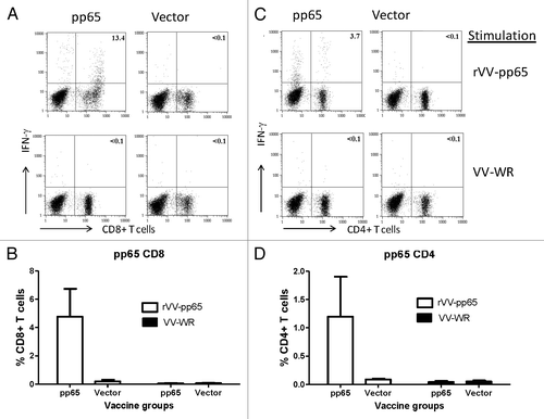 Figure 4. T cell response in mice immunized with DNA-pp65 vaccine alone tested by ICS assay. Representative dot plots show the percentage of IFN-g positive CD8+T cells (A) and IFN- g positive CD4+T positive cells (C). Lymphocytes gated on CD3+ T cells were further gated on CD8+ or CD4+ T lymphocytes. Splenocytes were stimulated with rVV-pp65 (top panel) and with VV-WR (bottom panel) (A) and (C). The levels of specific CD8+T cells are shown as percentage of IFN-gamma positive CD8+T cells (B) or IFN-gamma positive CD4+ T cells (D) in response to rVV-pp65 or VV-WR in two immunization groups (mice immunized with DNA pp65 vaccine or vector alone vaccine).