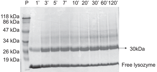 Figure 2.  Electrophoresis in polyacrylamide SDS-PAGE 10%. Kinetics of the PEGylation reaction of LZ with mPEG-SS 5000 for 2 h at 30°C. P, standard of molecular mass; 1, 3, 5, 7, 10, 20, 30, 60 and 120 minutes, indicate the time interval in minutes of aliquots collected and submitted to electrophoresis.