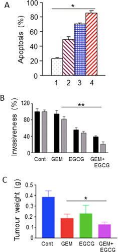 Figure 2. Effects of a dietary compound on PDAC: Epigallocatechin gallate. A. Apoptotic responses of Panc-1 cells to treatment with increasing concentrations of epigallocatechin gallate (EGCG) and combination with a fixed dose of gemcitabine (GEM). The histobars denote the following: GEM alone (Citation1), GEM + EGCG (2-4, increasing concentrations of EGCG). Data represent mean ± SD. There was a statistically significant difference between the effects of all the combinations compared with GEM alone (P < 0.05). From Tang et al. (Citation50). B. Effects of GEM, EGCG and their combination on the invasiveness on two pancreatic cancer cell lines, Panc-1 (black histobars) and MiaPaCa-2 (gray histobars). Data represent mean ± SD. Effects of the treatments are expressed as a percentage of control (Cont). For both cell lines, the effect of the combination was significantly greater than GEM alone (P < 0.01). From Wei, R. et al. (Citation51). C. Effect of GEM, EGCG and their combination on tumorigenesis in a subcutaneous xenograft model of PDAC (KPC cells). “Cont” denotes control data from untreated animals. Data represent mean ± SD. The decrease in tumor weight induced by the combination was greater than GEM alone (P < 0.05). From Wei, R. et al. (Citation52).