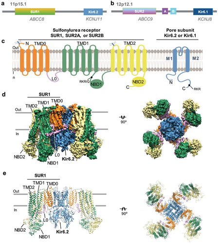 Figure 1. Molecular structure of KATP channels. (a) genes encoding SUR1 and Kir6.2. (b) genes encoding SUR2 (A/B) and Kir6.1. (c) topology of SUR and Kir6 proteins. Note the arginine-based ER retention motif is RKR in SUR1, Kir6.1, and Kir6.2, but RKQ in SUR2A/SUR2B. (d) CryoEM reconstruction of the Kir6.2/SUR1 KATP channel viewed from the side (left) and from the bottom (intracellularly) (right). (e) structural model of the Kir6.2/SUR1 KATP channel from the cryoEM reconstruction shown in (d), viewed from the side (left; only two SUR1 subunits are shown for clarity) and from the top (extracellularly) (right). Panels (d) and (e) are adapted from Figure 2 in Martin et al. eLife, 2017 [Citation28].