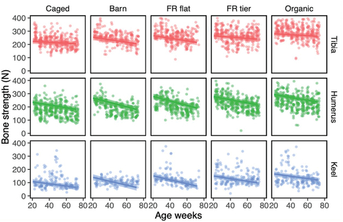 Figure 1. Mean fitted bone strength of UK laying hens (solid line) and 95% confidence intervals (shaded area) over age (weeks) modelled with a Gaussian LMM, with farm and individual bird fitted as random terms in the model. Data is split by housing system and bone type.