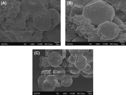 Figure 1. Effect of morphology on SEM image of chitosan-HPMC blended empty microspheres. (A) 7/3, (B) 9/1, (C) 8/2.