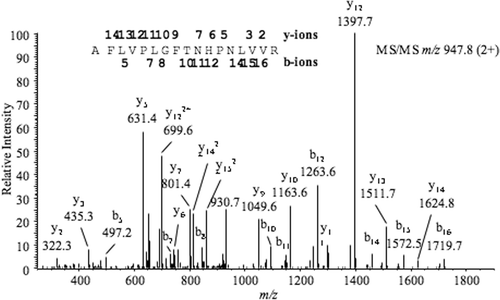 Figure 4.  Tandem mass spectrum of a 1893.1-Da tryptic peptide from the marama bean elastase inhibitor; assigned b-series (N-termal) and y-series (C-teminal) are indicated above the corresponding peaks and on the peptide sequence.