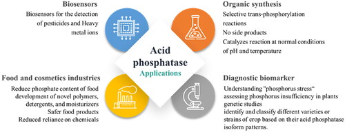 Figure 4. Applications of acid phosphatases.