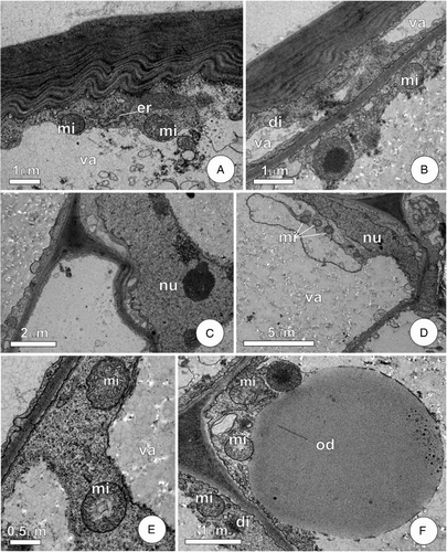 Figure 3. Ultrastructural aspects of FBs of the leaf of C. pachystachya. A–B, Epidermal cell with lamellar outer periclinal wall and organelles in peripheral cytoplasm; C–F, parenchyma of the core of the FBs. In C–D note the cell with large vacuole and lobated nucleus. Detail of peripheral cytoplasm with mitochondria is shown in E–F, note in F a large oil droplet. Abbreviations: di, dictyosome; er, endoplasmic reticulum; mi, mitochondria; nu, nucleus; od, oil droplet; va, vacuole.