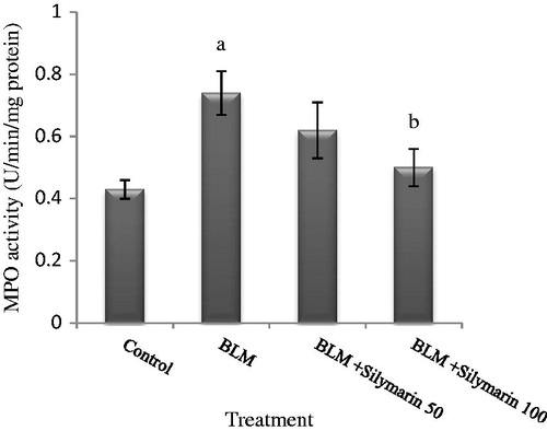 Figure 1. Effect of silymarin on pulmonary MPO activity in bleomycin-exposed mice. BLM, bleomycin. MPO activity is expressed as U min/mg of protein. Results are mean ± SD for 7 mice/group. ap < 0.05 versus control group. bp < 0.05 versus BLM group.