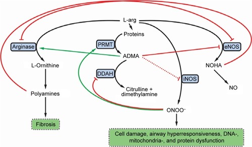 Figure 1 The influence of ADMA on the NOS and arginase pathways in COPD.