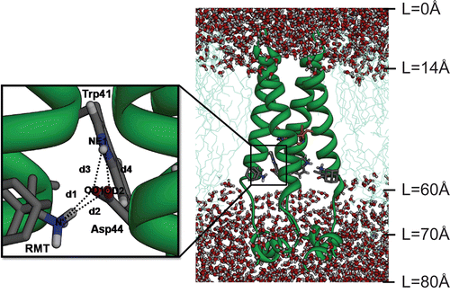 Figure 1.  The initial structure of the tetrameric M2 protein complexed with four rimantadines (RMTs) bound outside the channel in the pre-equilibrated lipid bilayer-water pieces where L represents the distance along a channel axis starting from the extracellular site. The structure of the His37 tetrad has been coloured orange. Close view of the RMT-Asp44-Trp41 hydrogen bond network with definitions of the d1–d4 distances are also shown.
