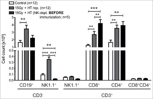 Figure 5. Impact of NK cells on immune cells in tumor draining lymph nodes of mice immunized with 15 Gy plus HT-treated B16 cells. Total cell count of immune cells (B cells (CD3−CD19+), NK cells (CD3−NK1.1+) and T cell(CD3+)-subpopulations (NK1.1+, CD8+CD4−, CD8−CD4+, CD8+CD4+)) in tumor-draining lymph nodes (sentinel) was determined in dependence of NK-depletion once before immunization. The analyses were performed by flow cytometry and are presented as mean ± SD **p < 0.01; ***p < 0.001 calculated by unpaired student's t-test.
