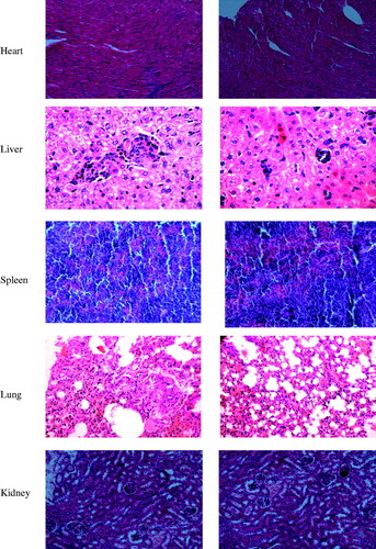 Figure 5. Representative photomicrographs of the heart, liver, spleen, lung, and kidney sections (H&E staining) of mice of control group (a) and treated with test Bio-CS-PLGA NPs (b).